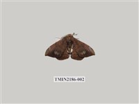 藏品(臺灣茶蠶)的圖片